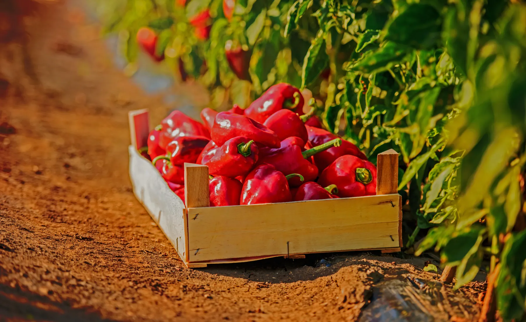 Caja de chiles rojos recién cosechados