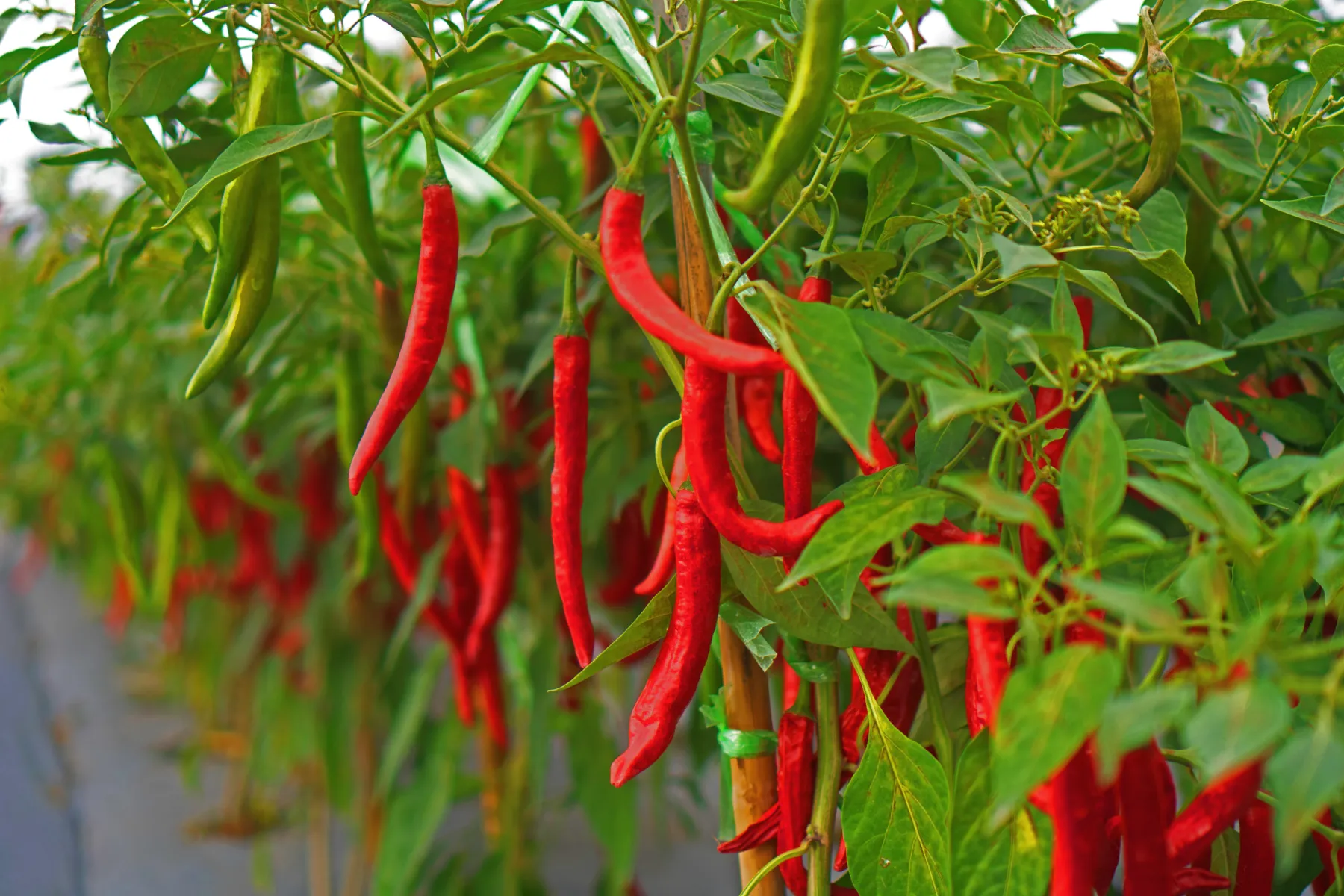 Plantío de chiles